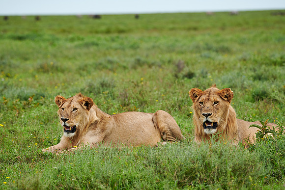 two younger male lion (Panthera leo)
