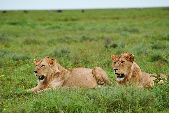 two younger male lion (Panthera leo)