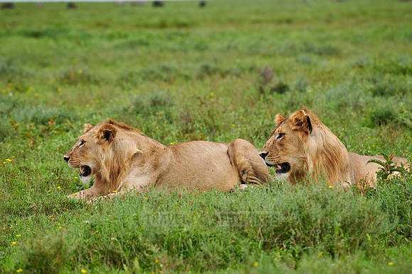 two younger male lion (Panthera leo)