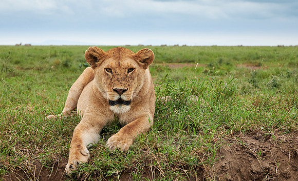 lioness, lion (Panthera leo)