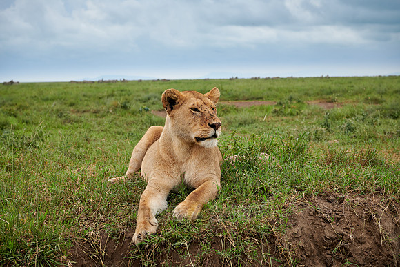 lioness, lion (Panthera leo)