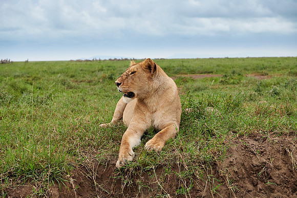 lioness, lion (Panthera leo)