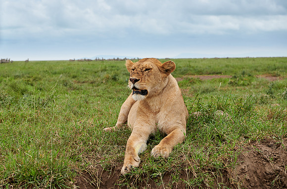 lioness, lion (Panthera leo)
