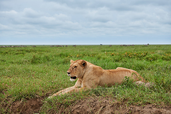 lioness, lion (Panthera leo)