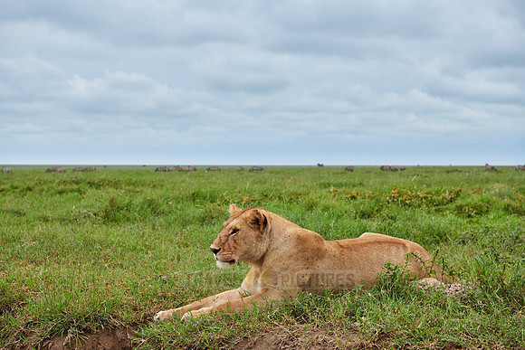 lioness, lion (Panthera leo)