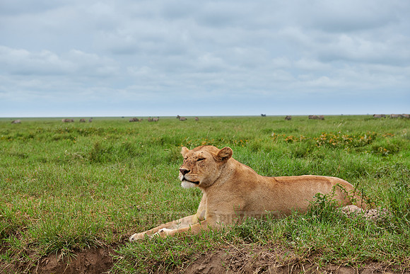 lioness, lion (Panthera leo)