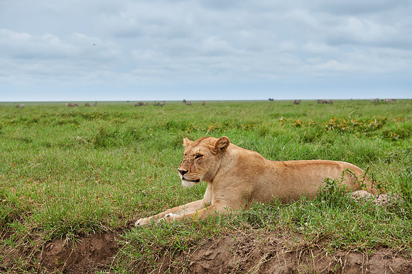 lioness, lion (Panthera leo)