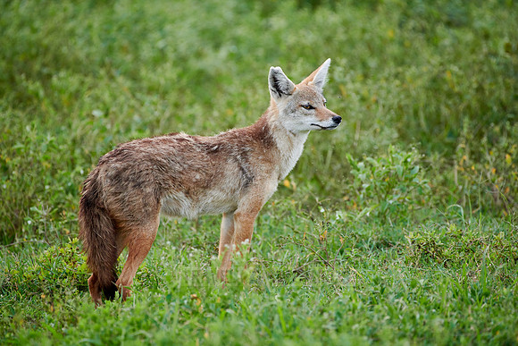 African golden wolf (Canis anthus)