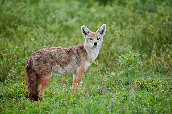 African golden wolf (Canis anthus)