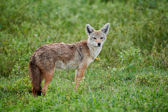 African golden wolf (Canis anthus)
