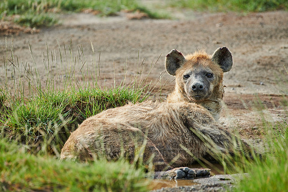 Spotted hyena (Crocuta crocuta)
