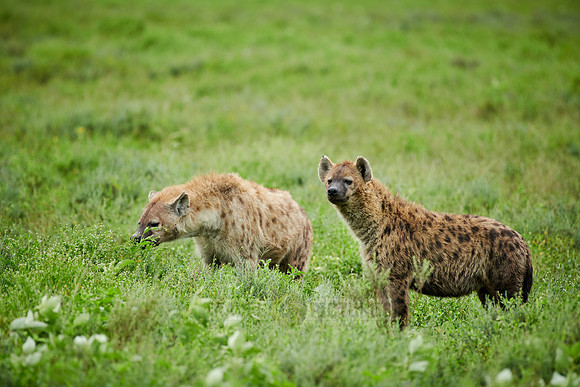 two Spotted hyenas (Crocuta crocuta)