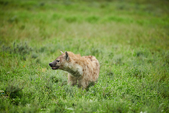 Spotted hyena (Crocuta crocuta)