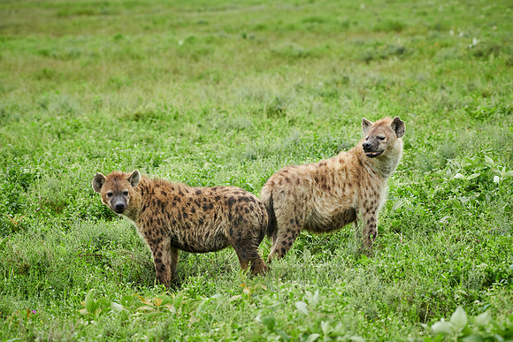 two Spotted hyenas (Crocuta crocuta)