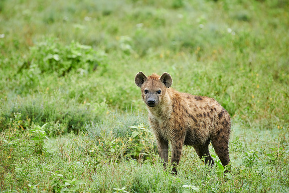 Spotted hyena (Crocuta crocuta)