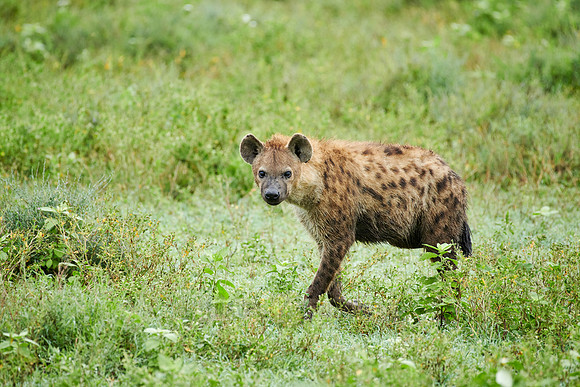 Spotted hyena (Crocuta crocuta)