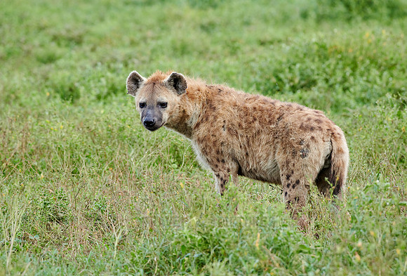 Spotted hyena (Crocuta crocuta)