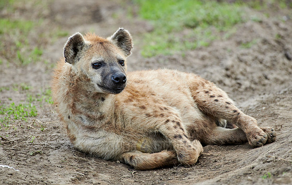 Spotted hyena (Crocuta crocuta)
