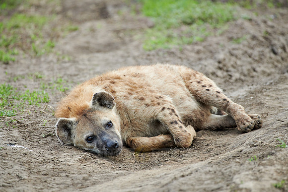Spotted hyena (Crocuta crocuta)