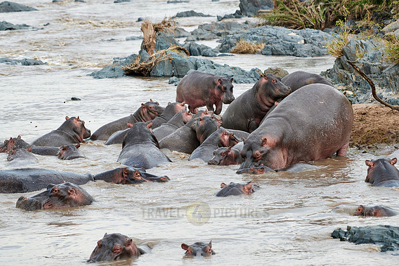 Hippos (Hippopotamus amphibius)