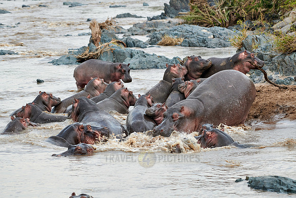 Hippos (Hippopotamus amphibius)