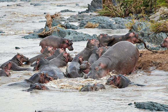 Hippos (Hippopotamus amphibius)