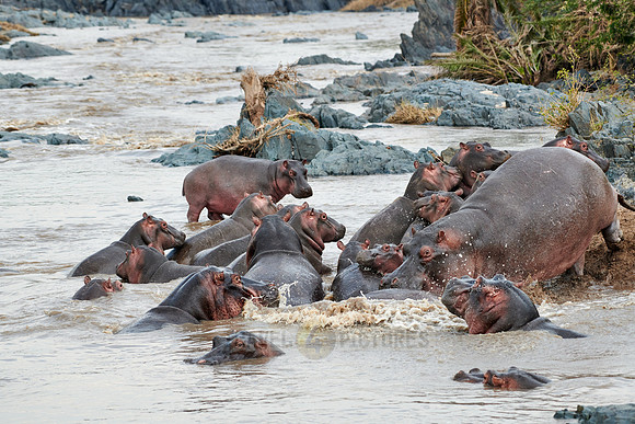 Hippos (Hippopotamus amphibius)