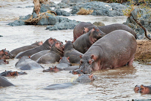 Hippos (Hippopotamus amphibius)