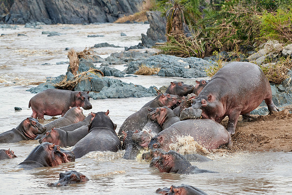 Hippos (Hippopotamus amphibius)