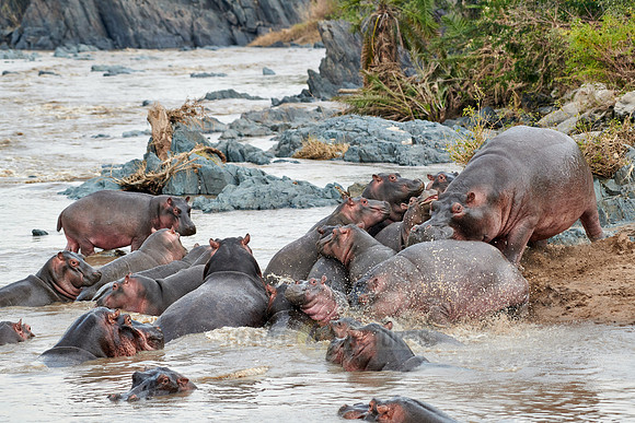 Hippos (Hippopotamus amphibius)