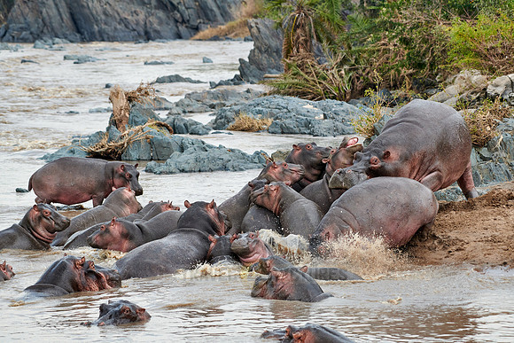 Hippos (Hippopotamus amphibius)