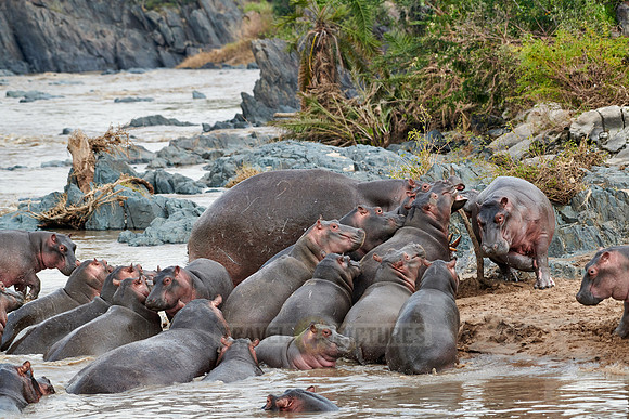 Hippos (Hippopotamus amphibius)
