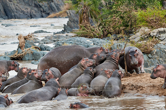 Hippos (Hippopotamus amphibius)