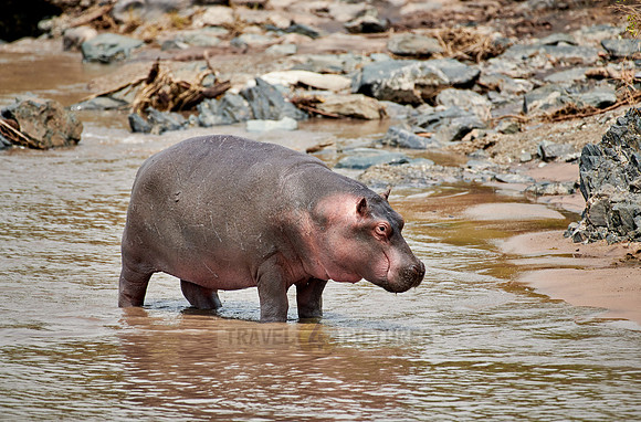 Hippo (Hippopotamus amphibius)