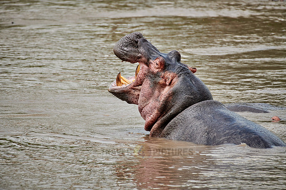 Hippo (Hippopotamus amphibius)