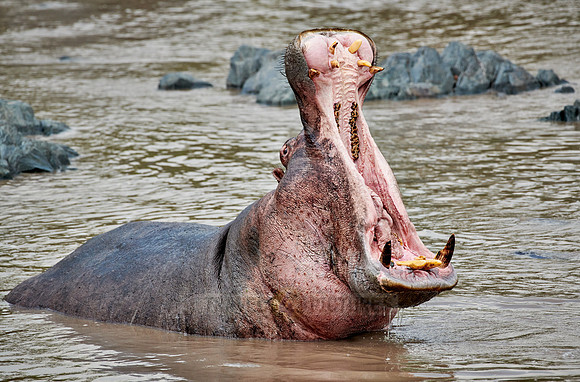 yawning Hippo with huge teeth (Hippopotamus amphibius)