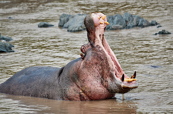 yawning Hippo with huge teeth (Hippopotamus amphibius)
