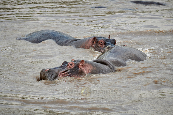 Hippos (Hippopotamus amphibius)