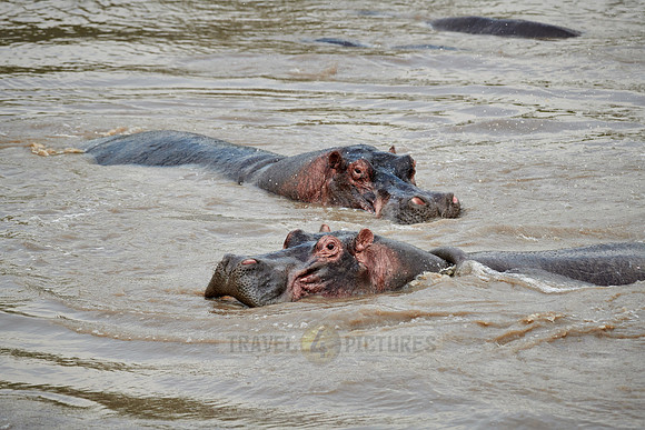 Hippos (Hippopotamus amphibius)