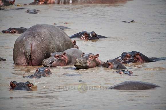 Hippos (Hippopotamus amphibius)