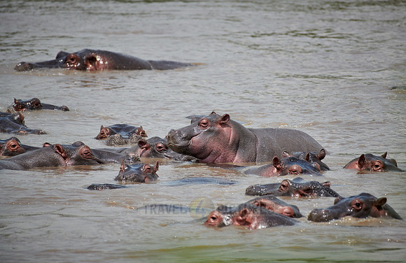 Hippos (Hippopotamus amphibius)