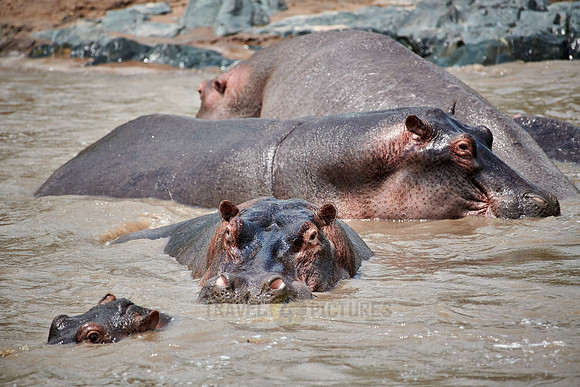 Hippos (Hippopotamus amphibius)