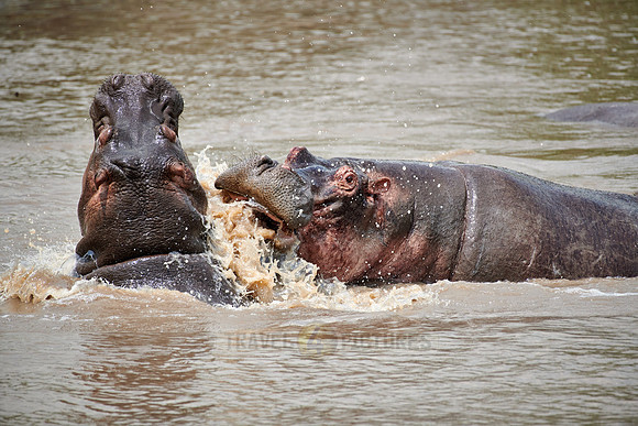 Hippos (Hippopotamus amphibius)