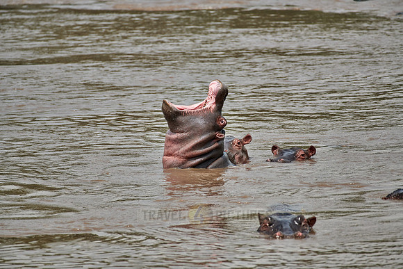 young yawning Hippo (Hippopotamus amphibius)
