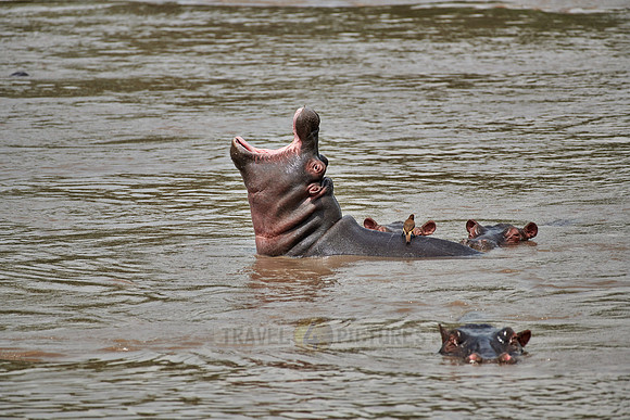Hippos (Hippopotamus amphibius)