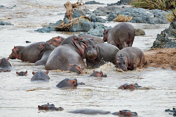 Hippos (Hippopotamus amphibius)