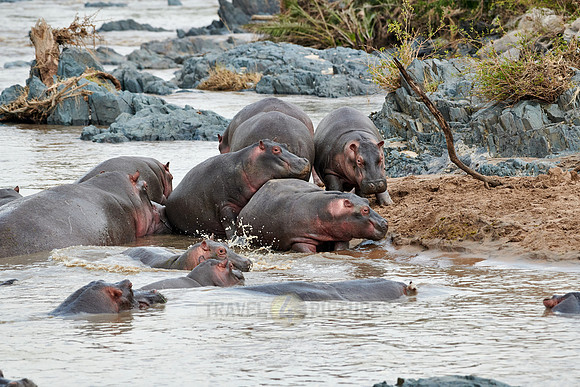 Hippos (Hippopotamus amphibius)