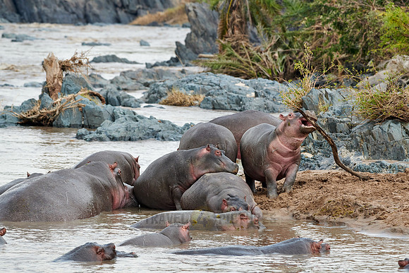 Hippos (Hippopotamus amphibius)