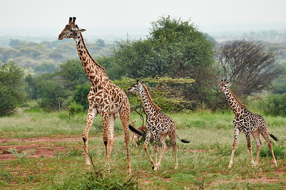 Massai giraffes in Serengeti
