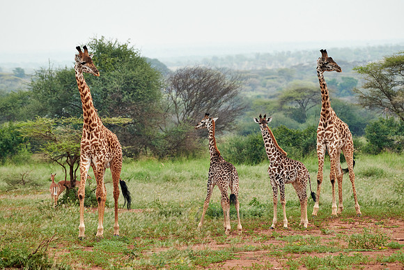 Massai giraffes in Serengeti